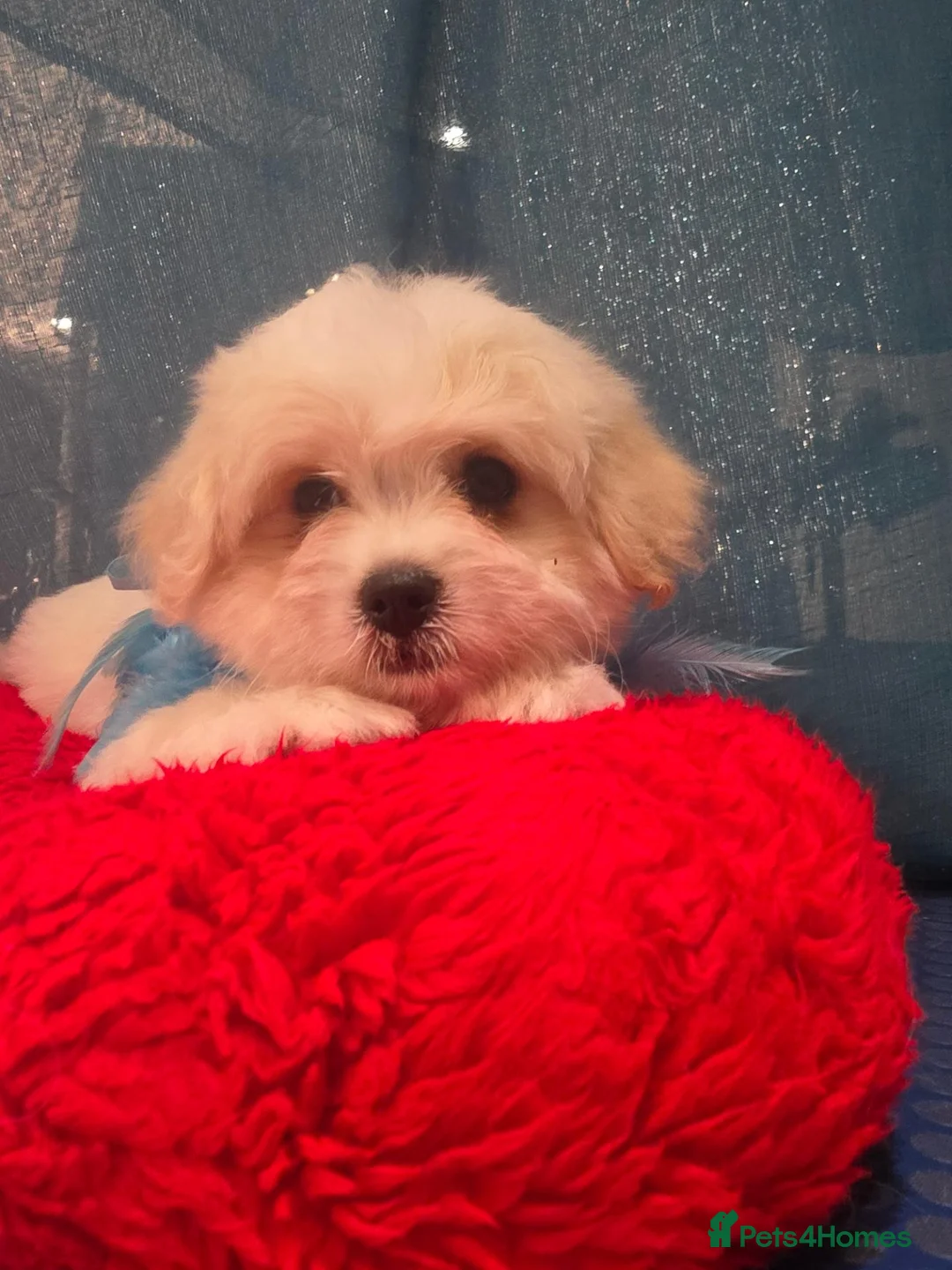 Coton De Tulear dogs for sale: 2 beautiful coton de tulear  - Advert 2