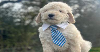 Mixed Breed dogs F1B SAINTBERNADOODLE  FULL VET CHECKED ALL HEALTHY - Advert 6