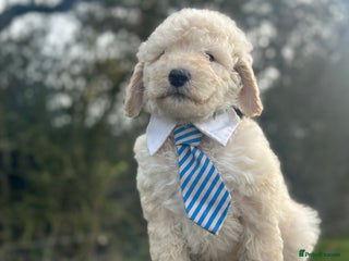 Mixed Breed dogs F1B SAINTBERNADOODLE FULL VET CHECKED ALL HEALTHY - Advert 2