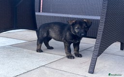 German Shepherd dogs for sale: gorgeous kc reg working blood line German Shepard  - Image 25