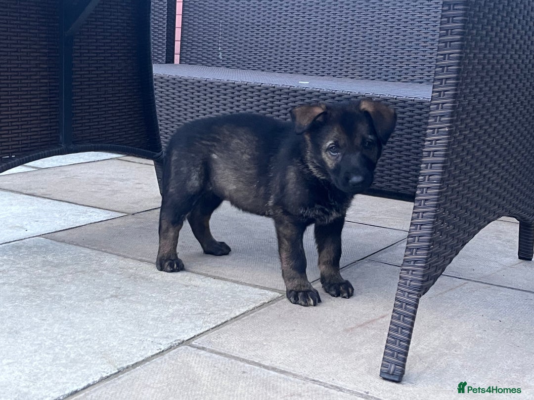 German Shepherd dogs for sale: gorgeous kc reg working blood line German Shepard  - Image 25
