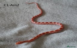 Corn Snake reptiles for sale: Babies Corn snakes - Image 3