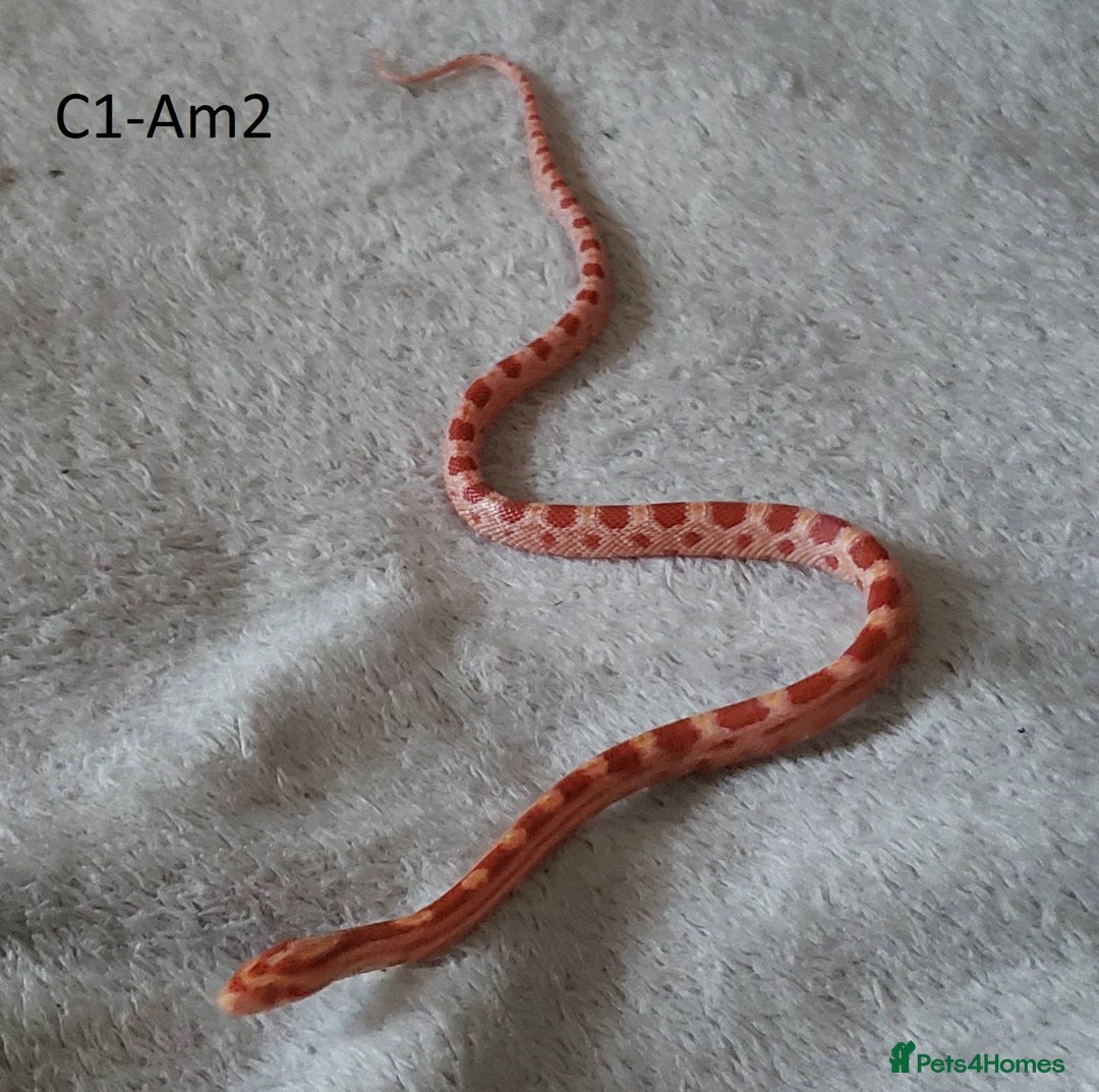 Corn Snake reptiles for sale: Babies Corn snakes - Image 3
