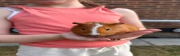 Guinea Pig rodents for sale: 2 Female Guinea Pigs  - Advert 2