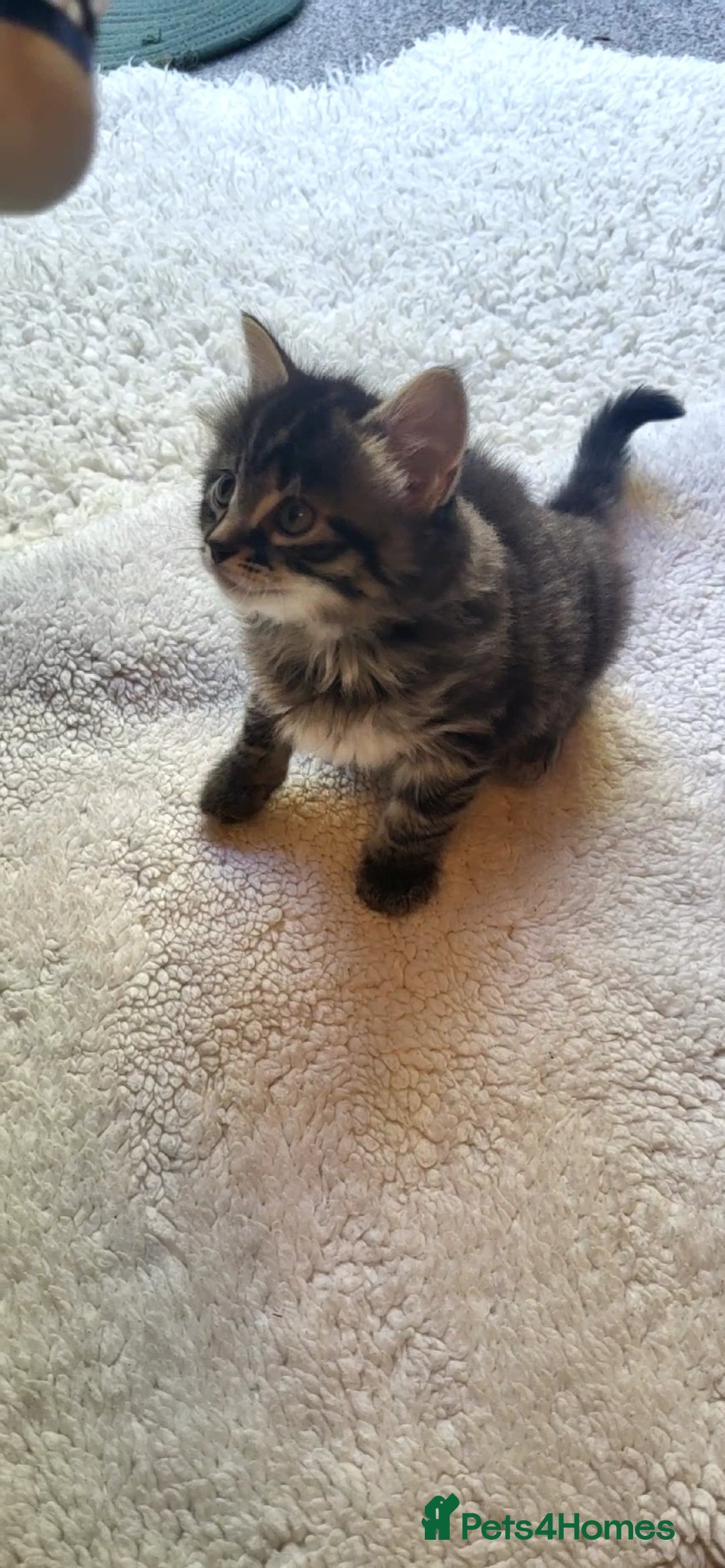 Mixed Breed cats for sale: Lovely kittens Looking for new Homes  - Image 39