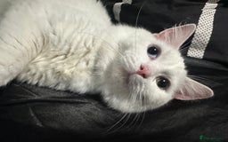 Persian cats for sale: Sell post - Image 4