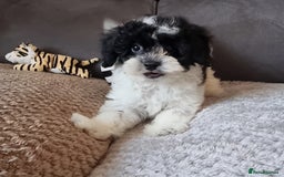 Cockapoo dogs for sale: Fully Vaccinated Best Friend Sofa Companions 🥰   - Image 16
