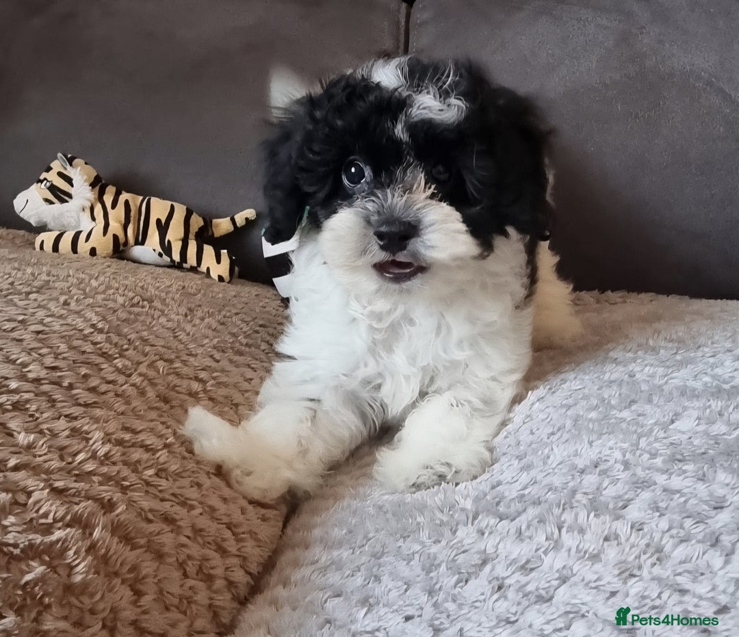 Cockapoo dogs for sale: Fully Vaccinated Best Friend Sofa Companions 🥰   - Image 16