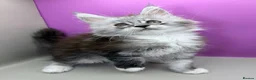 Maine Coon cats for sale:     Maine Coon Kittens | DNA Tested | TICAPedigree - Advert 4