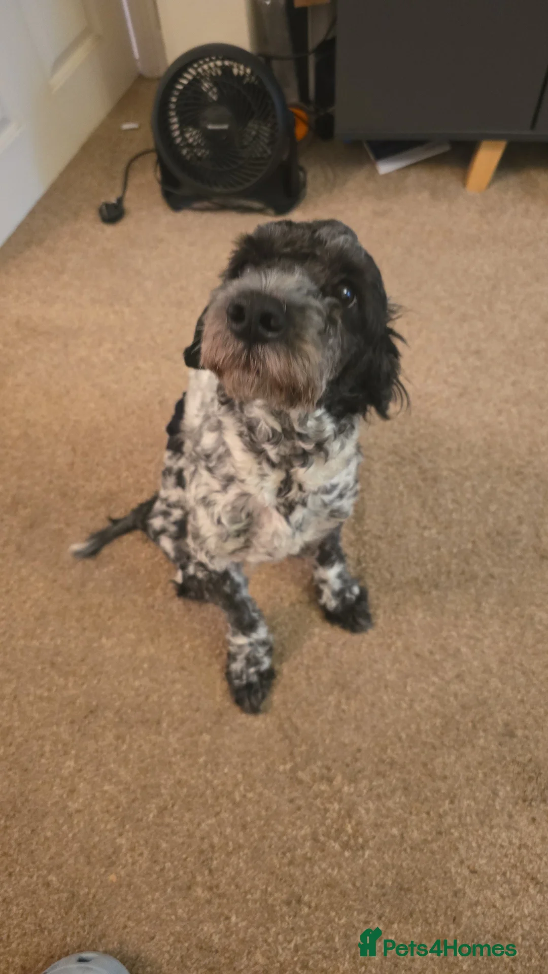 Cockapoo dogs for sale: Mearle - Advert 2