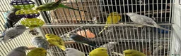 Budgerigars birds for sale: BEAUTIFUL BUDGIES FOR SALE - Advert 2