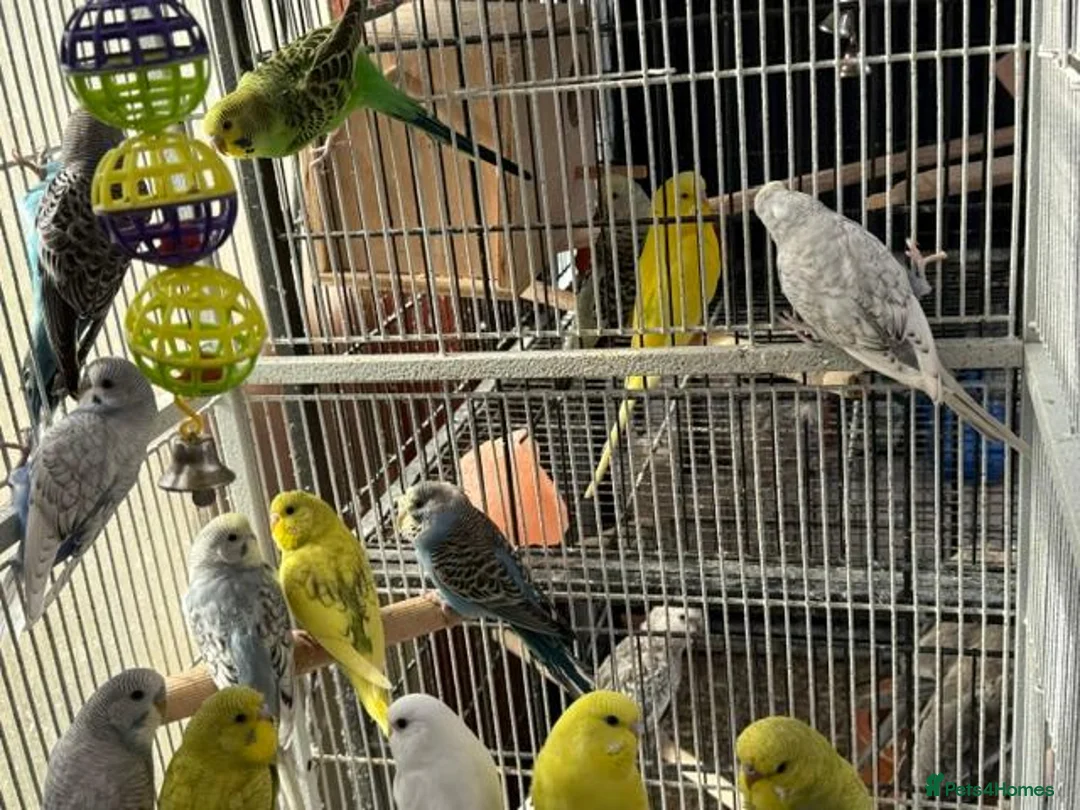 Budgerigars birds for sale: BEAUTIFUL BUDGIES FOR SALE - Advert 2