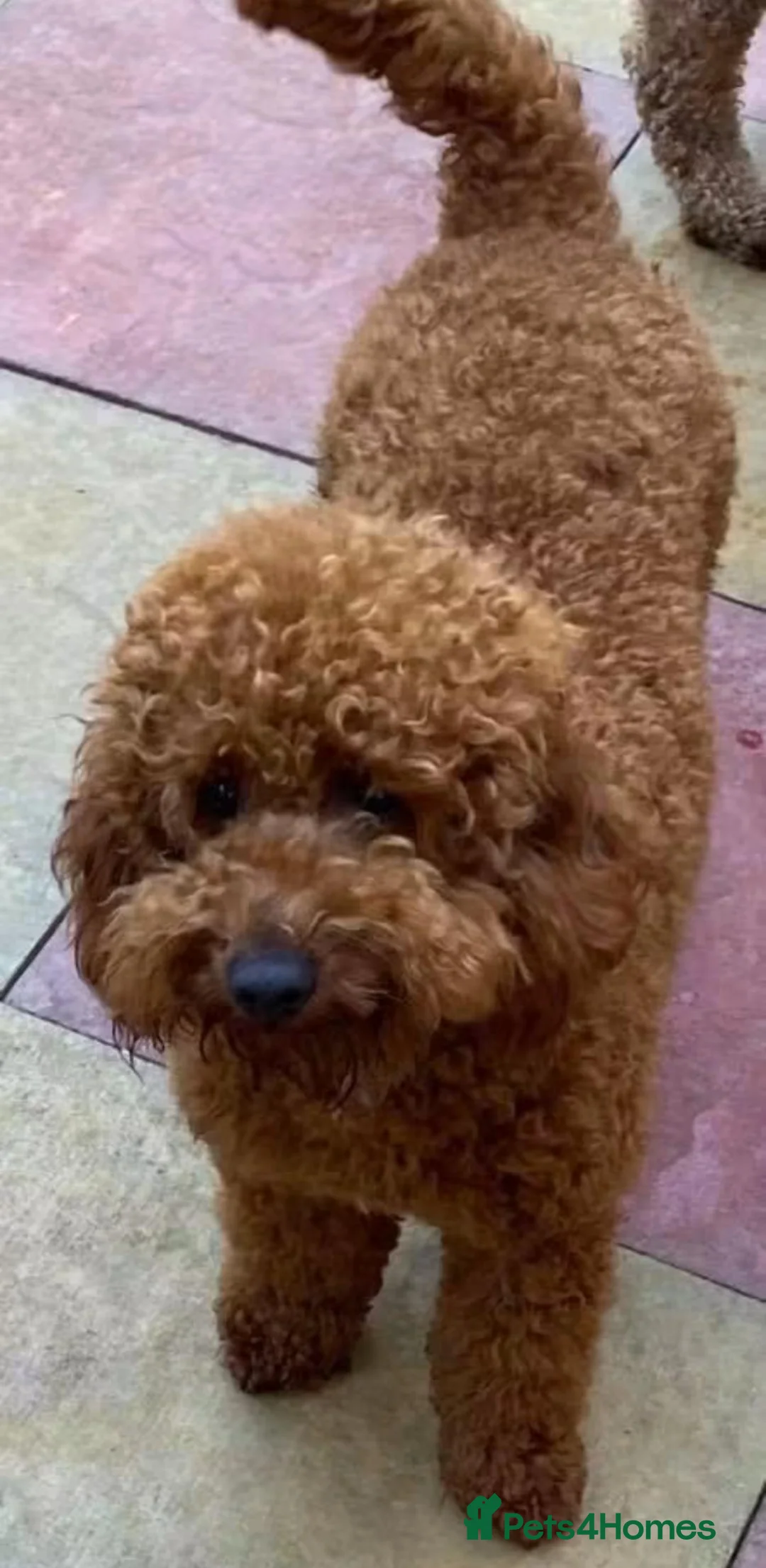Goldendoodle dogs for sale: Adorable Goldendoodle Puppies - Advert 16
