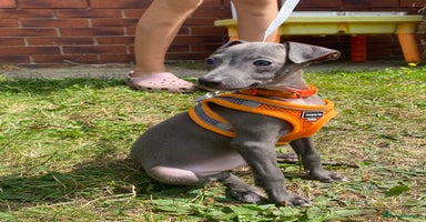Italian Greyhound dogs - Advert 4