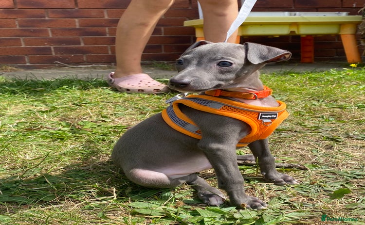Italian Greyhound dogs - Advert 1