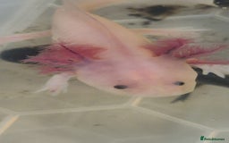 Axolotl reptiles for sale: Axolotls - Image 5