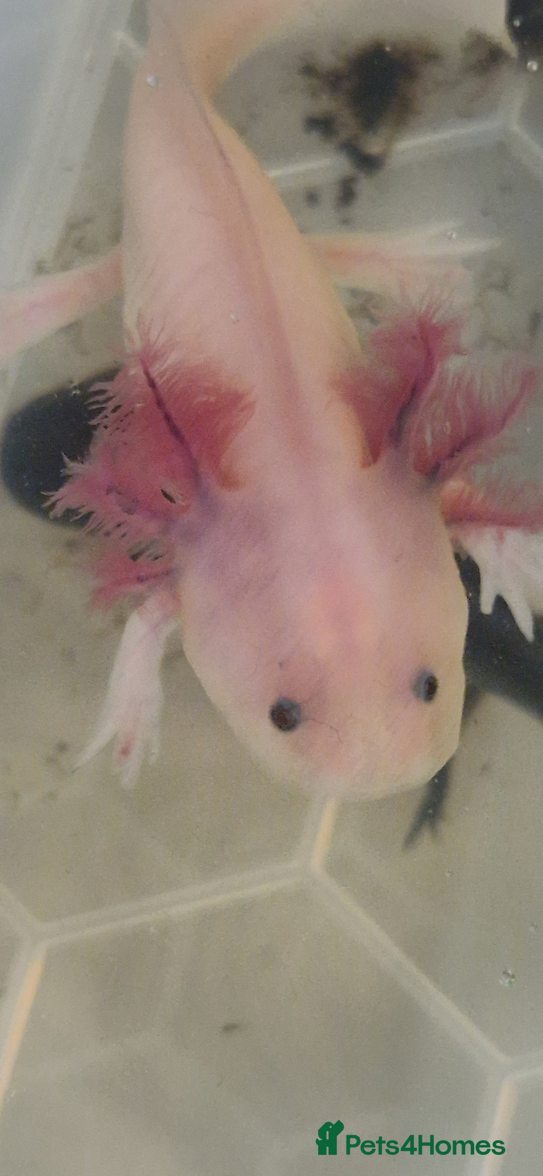 Axolotl reptiles for sale: Axolotls - Image 5