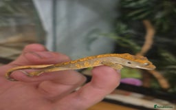 Gecko reptiles for sale: Beautiful Unsexed Crested Geckos ⬇️  - Image 17
