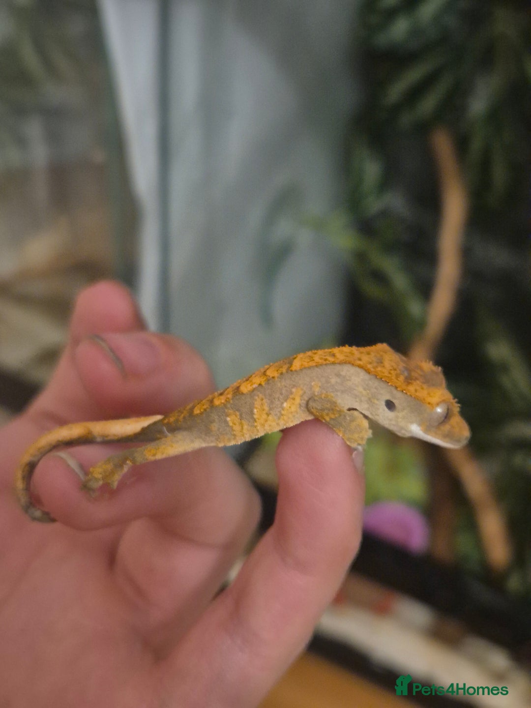 Gecko reptiles for sale: Beautiful Unsexed Crested Geckos ⬇️  - Image 17