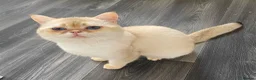British Shorthair cats for sale: Imported golden chinchilla ny1133 male for sale  - Advert 2