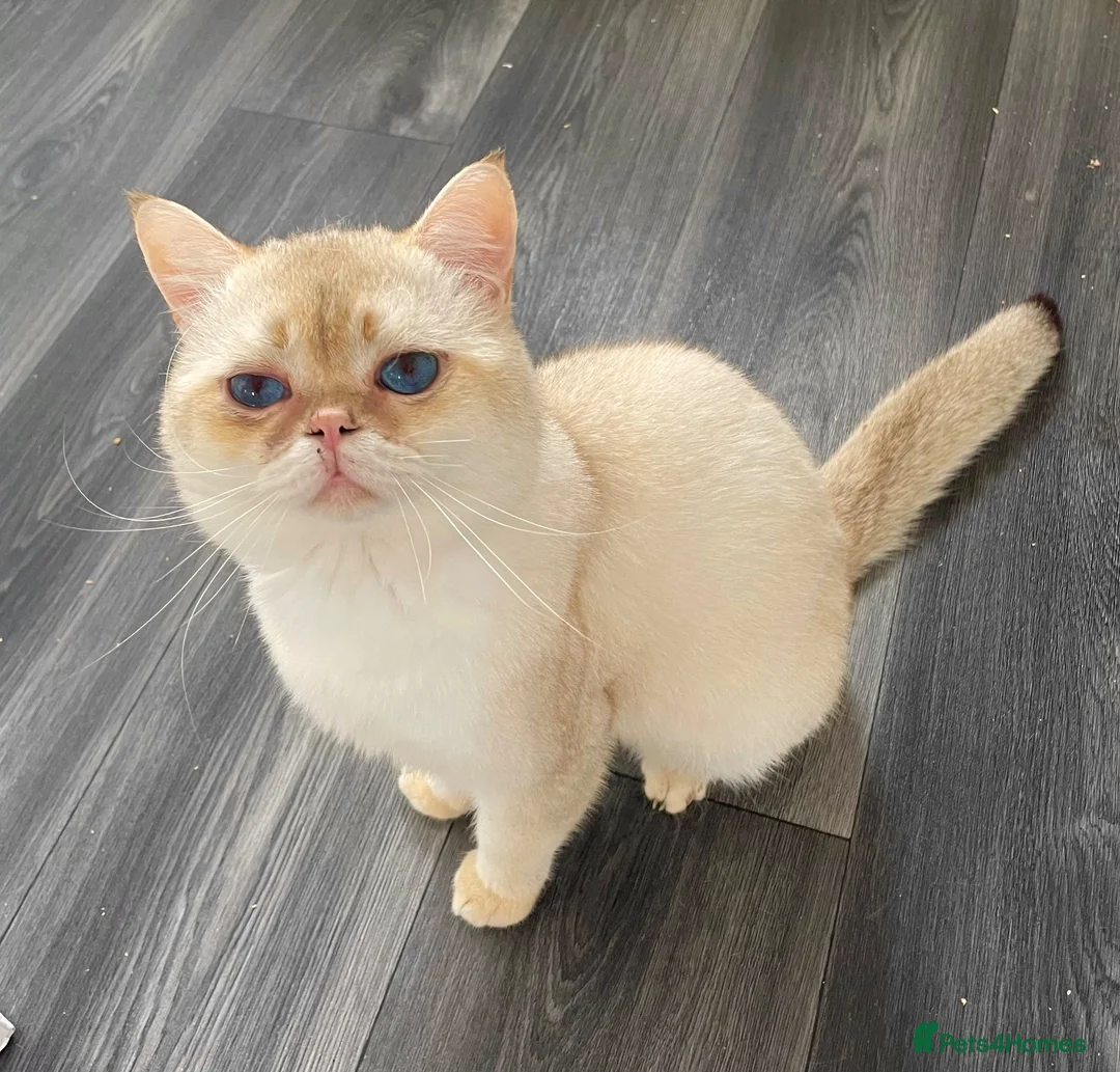 British Shorthair cats for sale: Imported golden chinchilla ny1133 male for sale  - Advert 2