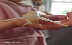 Snails invertebrates for sale: African albino snails (babies) - Image 1