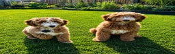 Australian Labradoodle dogs for sale: ⭐ 1 Pup Left Australian Labradoodle – Ready Now ⭐ - Advert 5