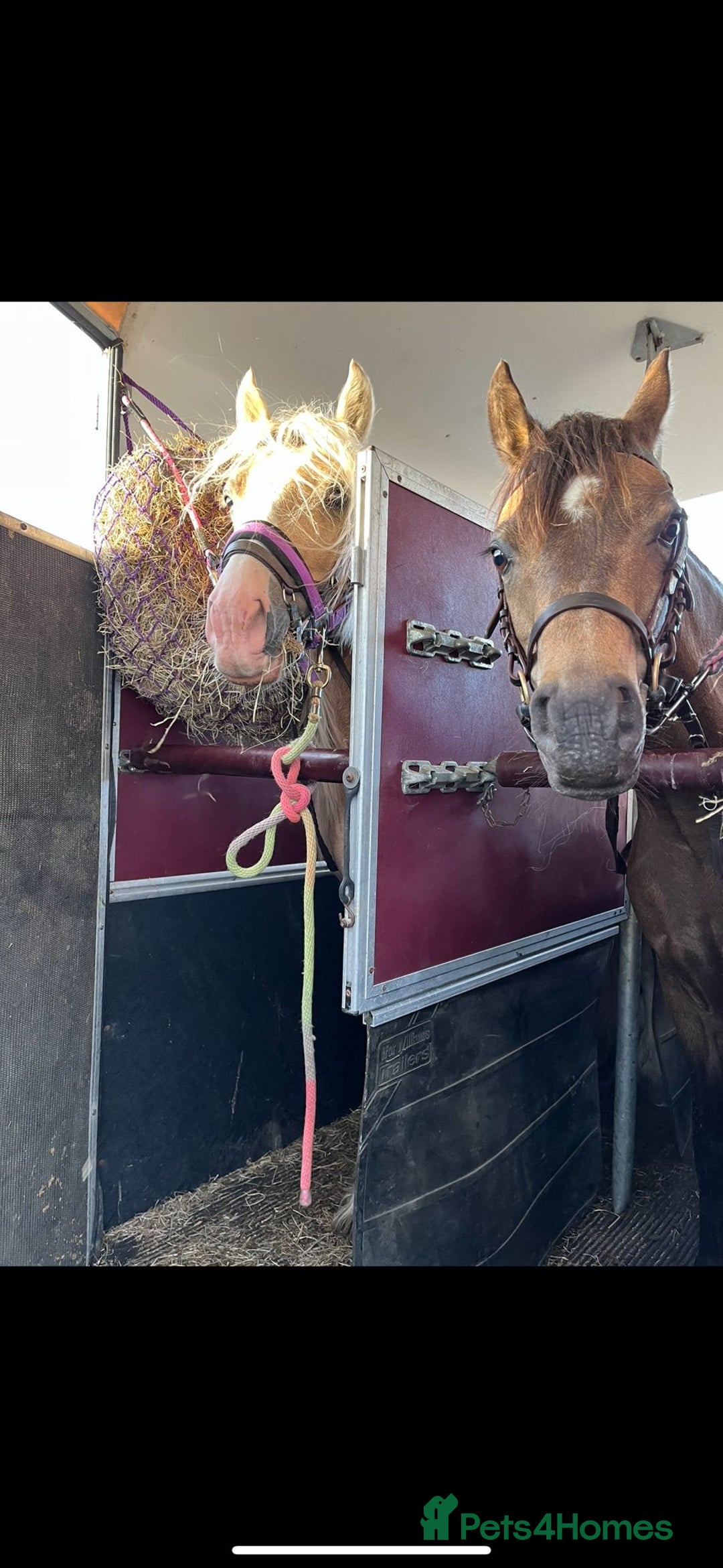 Welsh Section B horses for sale: sad sale of the most beautiful little dun mare! - Image 19