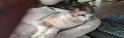 Ragdoll cats for sale: Ragdoll cats boy & girl  - Advert 12