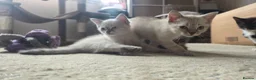 Ragdoll cats for sale: Ragdoll cross kittens  - Advert 12