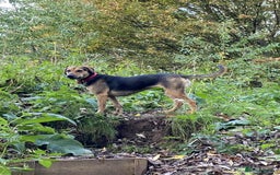 Mixed Breed dogs for adoption: Mavis – Almost 5 years old, female, hound mix - Advert 9