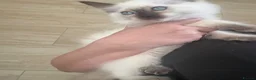 Ragdoll cats for sale: READY NOW last bot DNA CLEAR - Advert 3