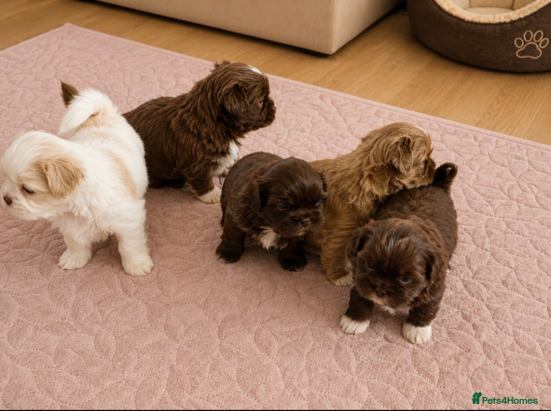 Shih Tzu dogs Chocolate Shih Tzu Puppies Ready June - Advert 1