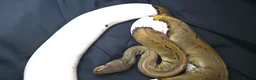 King Snake reptiles for sale: Ball Pythons - Advert 5