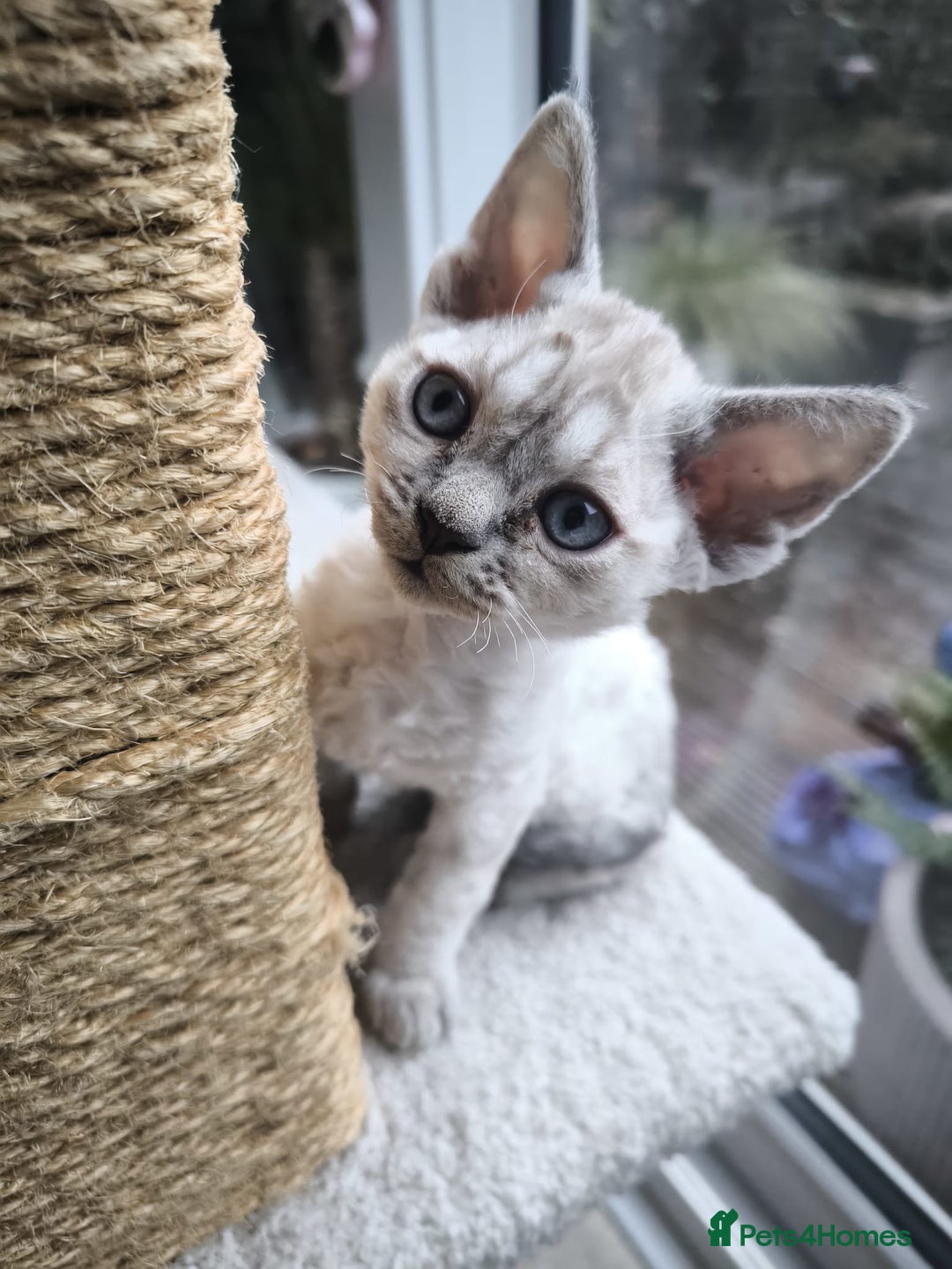 Devon Rex cats for sale: Devon Rex💕Blue Point Lynx Girl🩷Blue Point Boy💙 - Advert 20