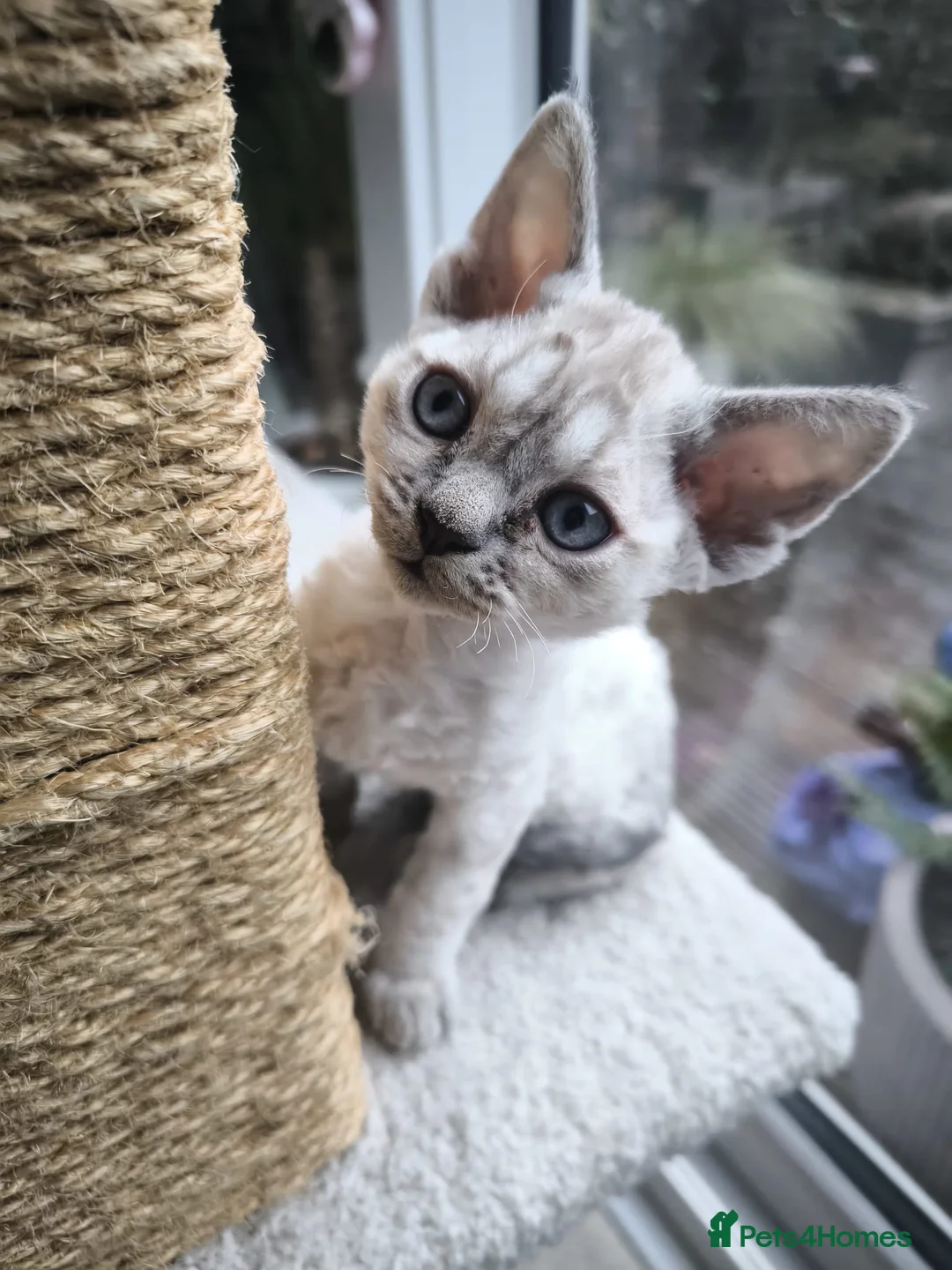 Devon Rex cats for sale: Devon Rex💕Blue Point Lynx Girl🩷 - Advert 22