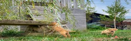 Goldador dogs for sale: Beautiful Red Goldador KC Reg Parents - Advert 15