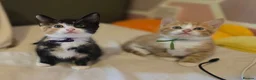 Mixed Breed cats for sale: Beautiful kittens  - Advert 5