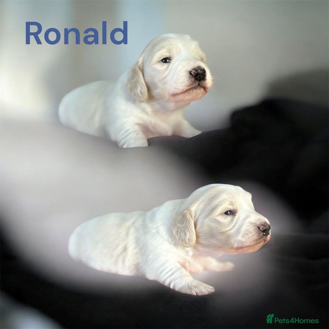 Miniature Dachshund dogs for sale: KC Registered Cream Long Hair Miniature Dachshunds - Advert 32