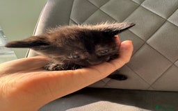 Mixed Breed cats for sale: Beautiful Mixed Kittens (Ginger/Tortie/Black) - Image 9