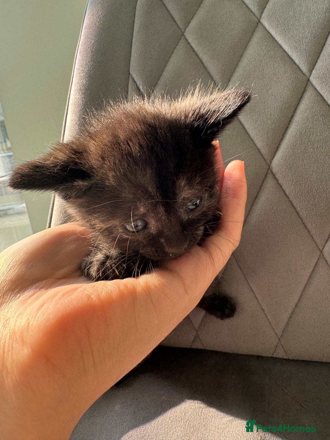 Mixed Breed cats for sale: Beautiful Mixed Kittens (Ginger/Tortie/Black) - Image 9