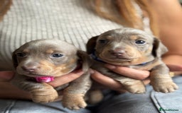 Miniature Dachshund dogs for sale: Kennel club registered dachshund puppys PRA clear  - Image 25