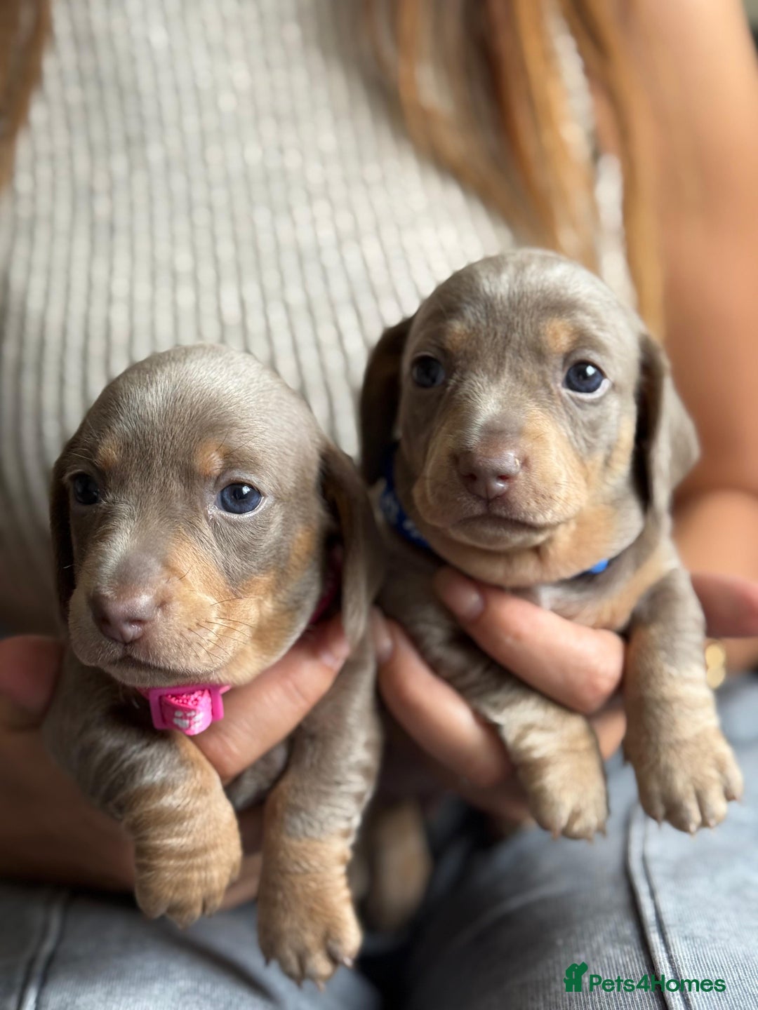 Miniature Dachshund dogs for sale: Kennel club registered dachshund puppys PRA clear  - Image 25
