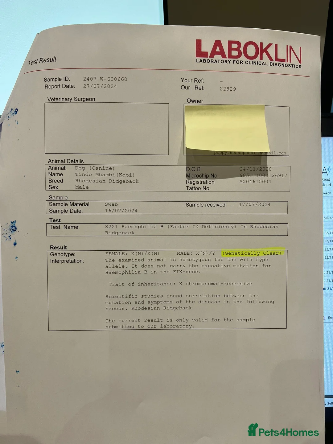 Rhodesian Ridgeback dogs for stud: Proven KC Reg Fully Health Tested RR for Stud in Bolton - Advert 23