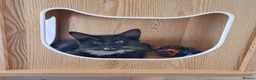 Domestic Shorthair cats for sale: Black and Tuxedo Kittens in London - Advert 3