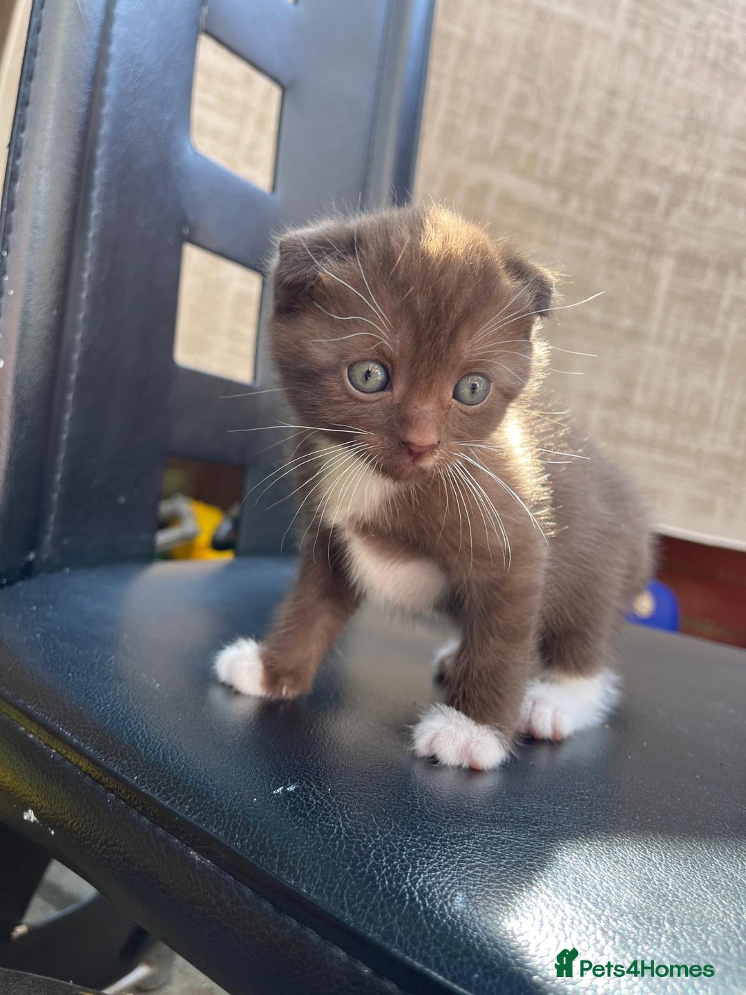 Mixed Breed cats for sale: Mother Scottish fold father unknown  - Image 4