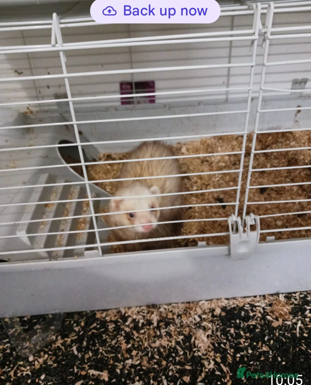 Ferret rodents for sale: One or two ferrets in cages. Male in Ossett - Advert 1