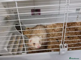 Ferret rodents One or two ferrets in cages. Male - Advert 3