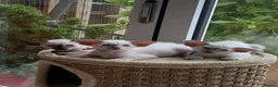Oriental cats for sale: Stunning GCCF Reg. Lilac Point Siamese Boys - Advert 8