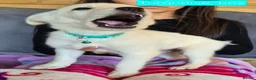 Golden Shepherd dogs for sale: Golden retriever cross German Shepherd puppies - Advert 4